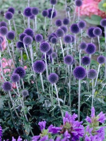 kugletidsel__echinops_ritro_veitchs_blue