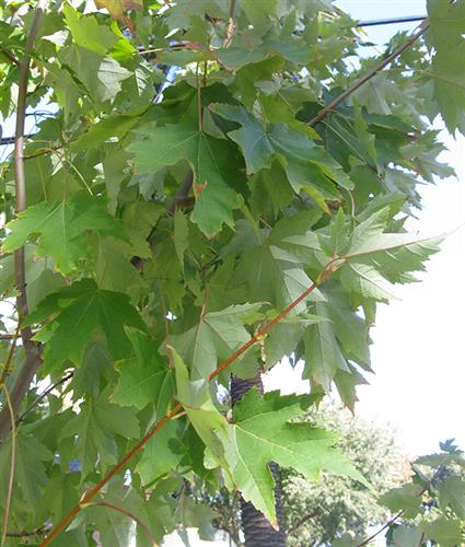 sukkerløn__3050_cm_med_potte__acer_saccharum__