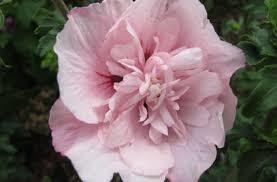 syrisk_rose__sart_rosa__pink_chiffon__1530_cm_med_p9_potte__hibiscus_syriacus_pink_chiffon_