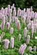 Urt - Persicaria Stauder