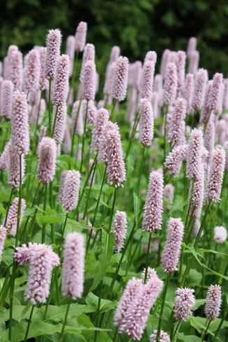 slangeurt__persicaria_bistorta_superba