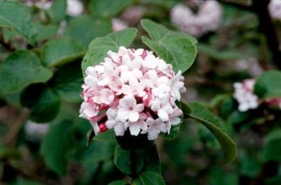 duftsnebolle__carlesii_aurora__cremehvid__3050_cm_med_potte_eller_klump__viburnum_carlesii_aurora__jp