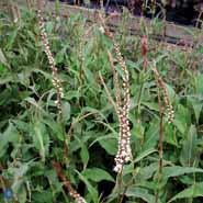 kertepileurt__persicaria__amplexicaulis__alba_