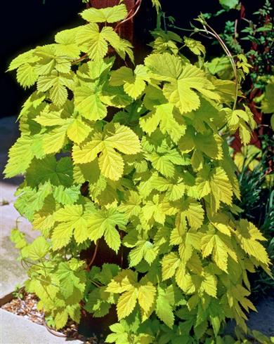 guldhumle__humulus_aureus__leveres_med_15l_potte__