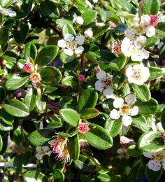 dværgmispel__dammeri_rami__1025_cm_med_potte__stedsegrøn__krybende__cotoneaster_dammeri_rami__