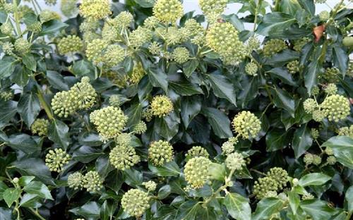 efeu__hesma__vedbend__småbladet__hedera_helix_hesma__krybene_og_selvhæftende_bunddækkeplanter_