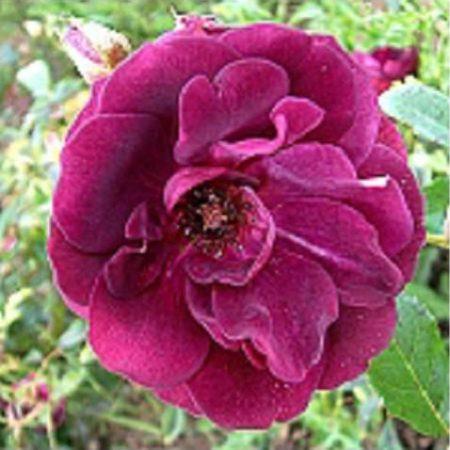 pendulina_lina__mørk_rosa__historiske_roser_