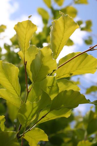 søjle__guldbøg__dawyck_gold__fagus_sylvatica_dawyck_gold__haveplanter_allétræer__