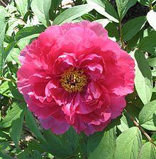 træpæon__bonderose__silkepæon__pink__træpæon__knolden_leveres_i_potte_eller_klump__paeonia__suffruticosa__