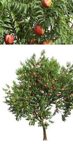 ferskenmandel__hybrid_ferskenmandel__prunus_amygdalus-persica_