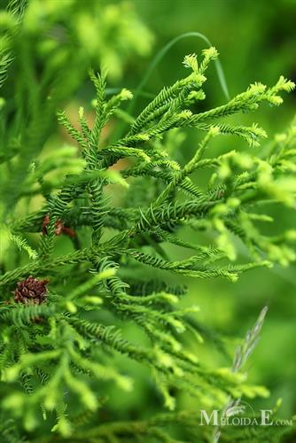 kryptomeria__cryptomeria_japonica_rasen_sugi___