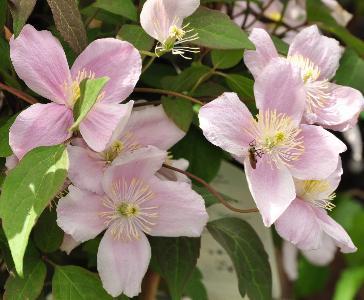 clematis__montana__mayleen__sartrosa_farve__leveres_med_potte__småblomstrende__med_duft_af_vanilje__mp-34_