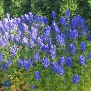 oktober_stormhat__blålilla__aconitum_carmichaelii__arendsii_