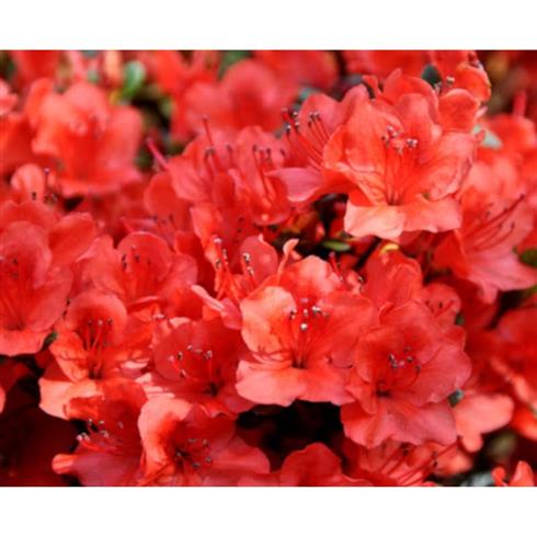 azalea__orange-rød__leveres_i_p9_potte__fridoline_