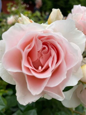 royal_estelle__lys_abrikos__buketroser__