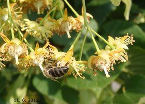 lind__storbladet__heister__tilia_platyphylla__haveplanter_allétræer_