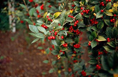 dværgmispel__bullatus__cotoneaster_bullatus_