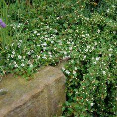 dværgmispel__dammeri_rami__1025_cm_med_potte__stedsegrøn__krybende__cotoneaster_dammeri_rami__