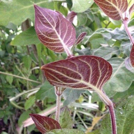 skunk_vine__cheese_leaf__paederia_lanuginosa_