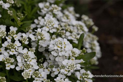 snepude__iberis_sempervirens_zwergschneeflocke