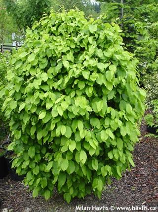 avnbøg__carpinus_betulus_d__