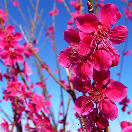 japansk_abrikos__prunus_mume_beni-chidori___