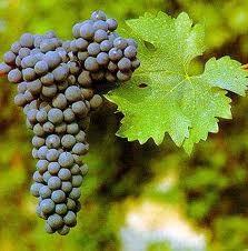 vindrue__cabernet_sauvignon__blå_