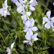 hornviol__lys_lilla_blomster__viola__cornuta__boughton_blue_