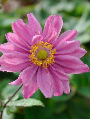 anemone__hybrida__pamina_