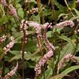 Urt - Persicaria Stauder