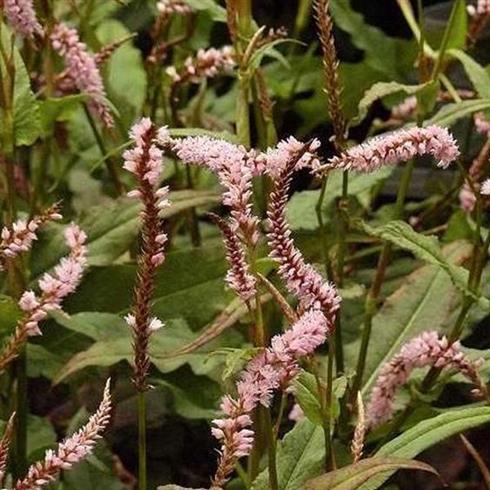 kerte-pileurt__persicaria_amplexicaulis_rosea