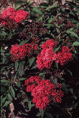 spiræa__darts_red__2030_cm__leveres_barrodet__spirea_bumalda__