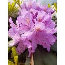 rhododendron__roseum_elegans__rosa_