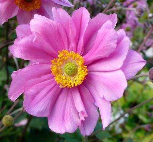 anemone__hybrida__serenade_