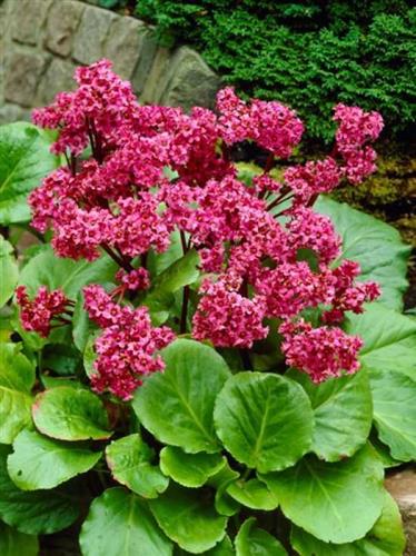 kÆmpestenbrÆk__bergenia__cordifolia__winterglöd_