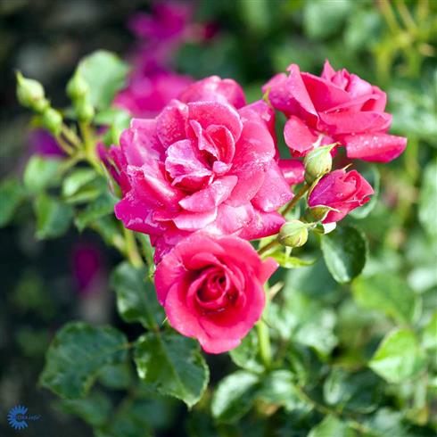 avila_2012__mørk_rosa__buketroser__