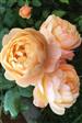 Engelsk rose Roser 
