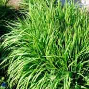 pibegræs__rødbrun__molinia_caerulea__heidebraut_