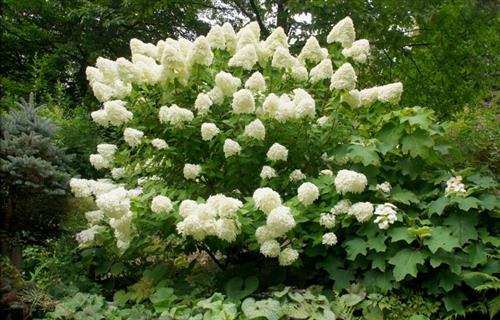 hortensia__grandiflora__hvid__hydrangea_grandiflora_paniculata___haveplanter_