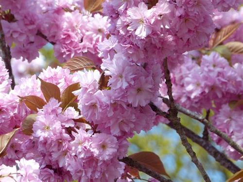 japansk_kirsebær___sargentii_veredlung__5080_cm_med_p9_potte__prunus_sargentii_veredlung___