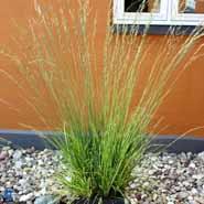 pibegræs__rødbrun__molinia_caerulea__heidebraut_
