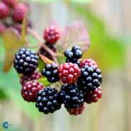 brombær__loch_ness__leveres_i_potte__tornfri__store_sorte_bær__modnes_når_de_er_9_måneder__selvbestøvende__rubus__