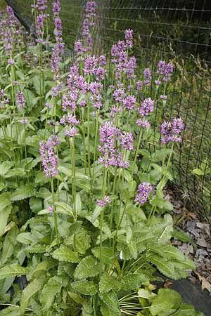 havebetonie__stachys_officinalis_ukkie