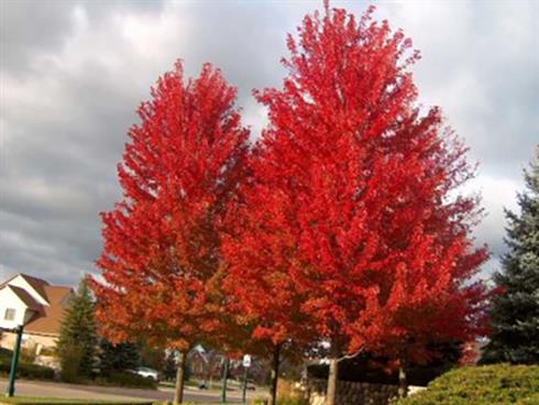 ahorn__autumn_blaze__5080_cm__leveres_i_potte__acer_freemanii__