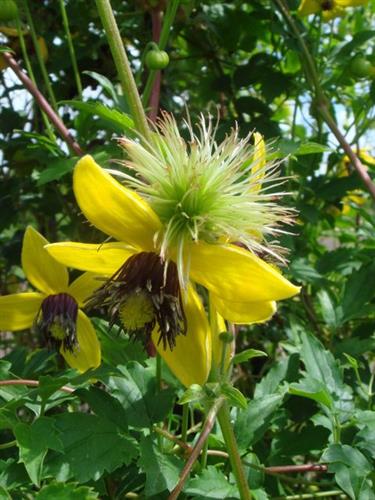 clematis__tangutica__golden_tiara__gulsort__leveres_med_potte__bjergskovranke__mp-34_