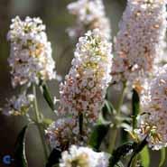 sommerfuglebusk__white_profusion__hvid__buddleja_davidii_