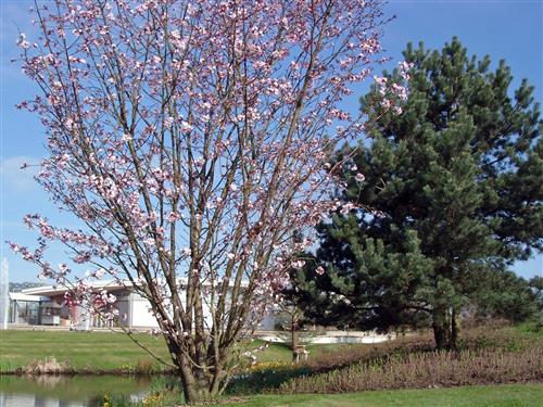 japansk_kirsebær___sargentii_veredlung__5080_cm_med_p9_potte__prunus_sargentii_veredlung___