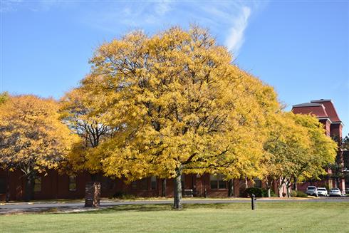 honningløn__gleditsia__triacanthos__shademaster__200-250_cm_med_klump_