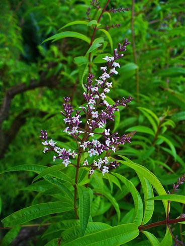 jernurt__citronsmag__lippia_citriodora_