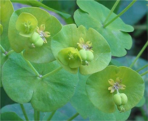 vortemælk__euphorbia__amygdaloides_